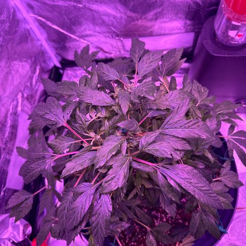 Mary Jane  growlog timeline photo