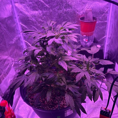Mary Jane  growlog timeline photo