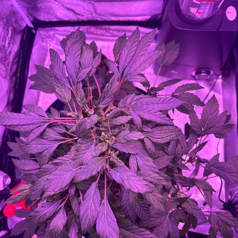 Mary Jane  growlog timeline photo