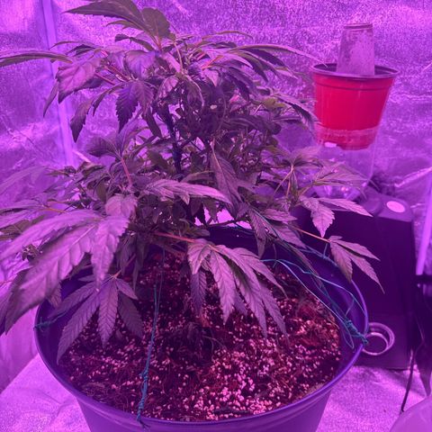 Mary Jane  growlog timeline photo