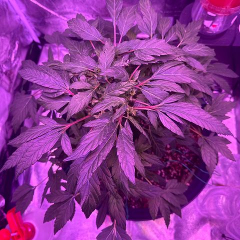 Mary Jane  growlog timeline photo