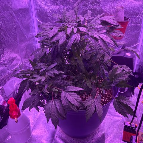 Mary Jane  growlog timeline photo