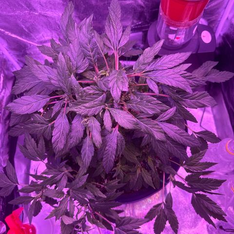 Mary Jane  growlog timeline photo