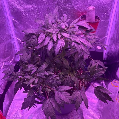Mary Jane  growlog timeline photo