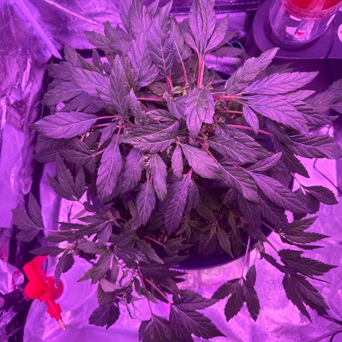 Mary Jane  growlog timeline photo
