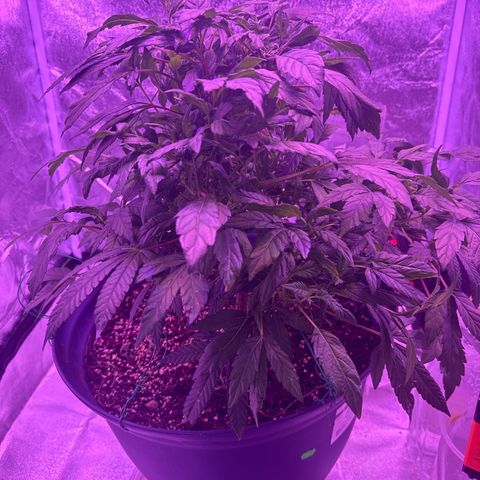 Mary Jane  growlog timeline photo
