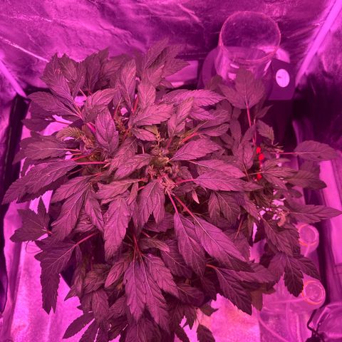 Mary Jane  growlog timeline photo