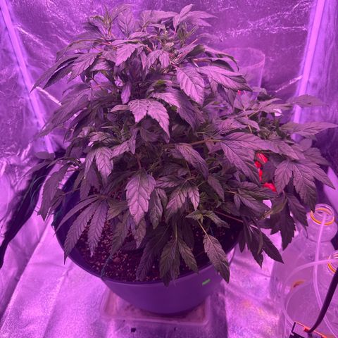 Mary Jane  growlog timeline photo