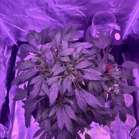 Mary Jane  growlog timeline photo