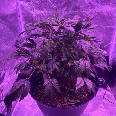 Mary Jane  growlog timeline photo