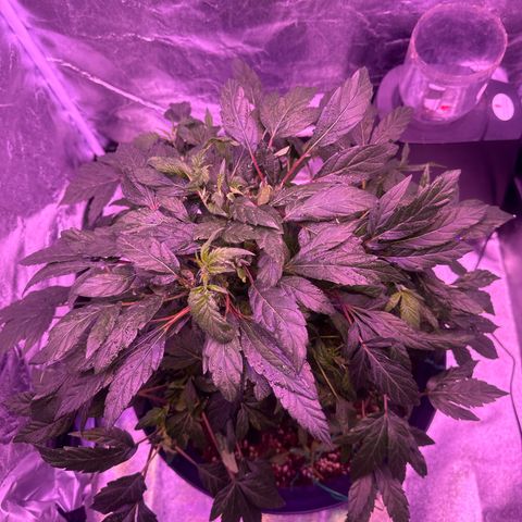 Mary Jane  growlog timeline photo