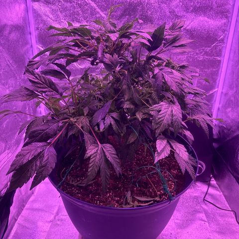 Mary Jane  growlog timeline photo