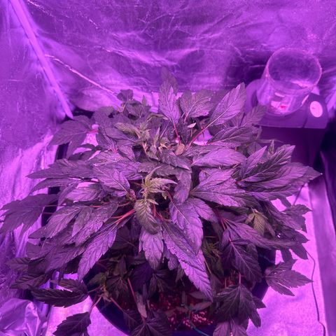 Mary Jane  growlog timeline photo