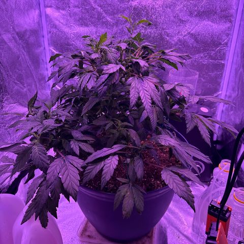 Mary Jane  growlog timeline photo