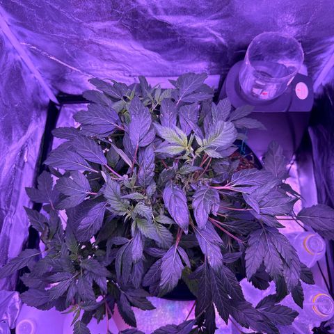 Mary Jane  growlog timeline photo