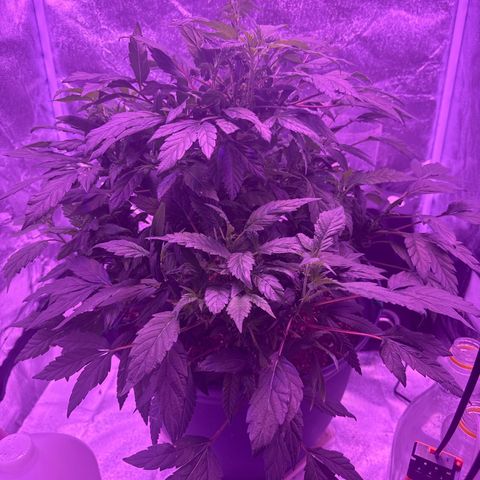 Mary Jane  growlog timeline photo