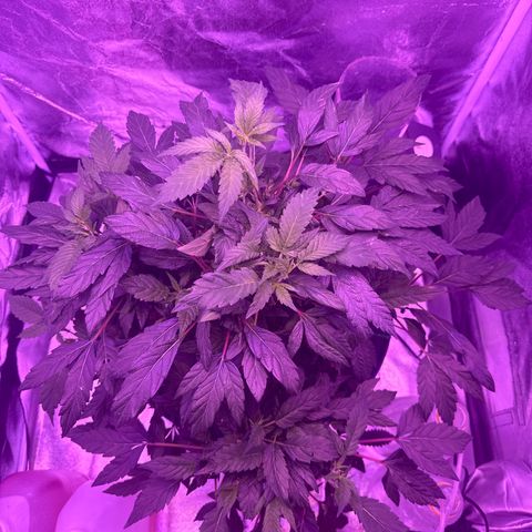 Mary Jane  growlog timeline photo