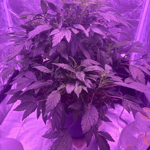 Mary Jane  growlog timeline photo