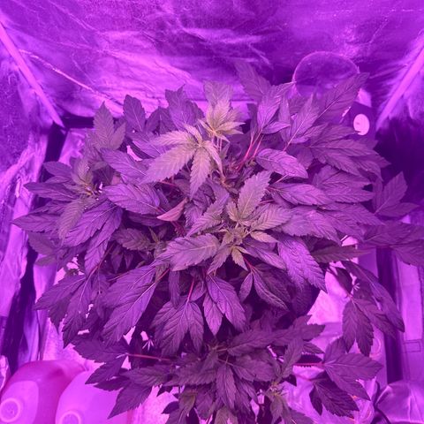 Mary Jane  growlog timeline photo