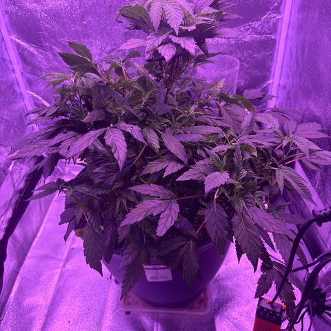 Mary Jane  growlog timeline photo