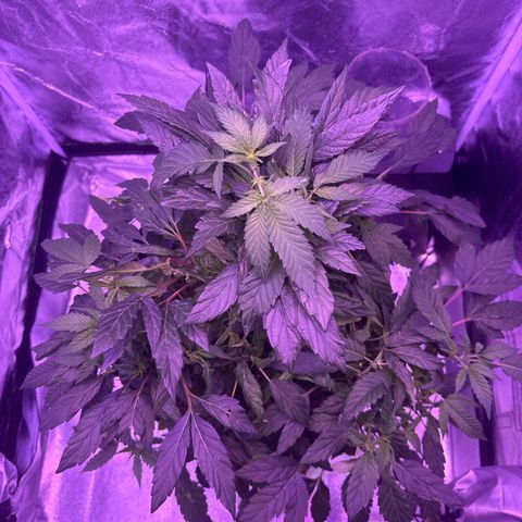 Mary Jane  growlog timeline photo