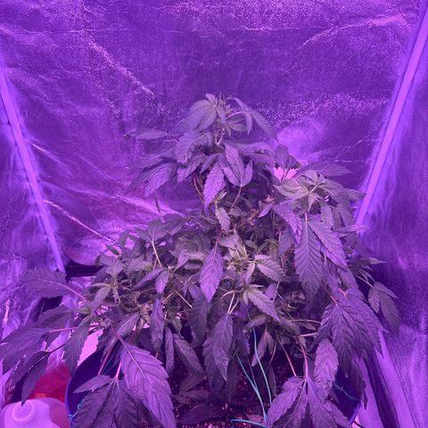 Mary Jane  growlog timeline photo