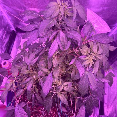 Mary Jane  growlog timeline photo