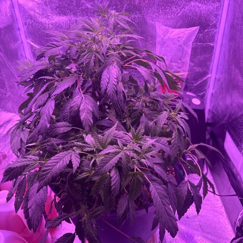 Mary Jane  growlog timeline photo