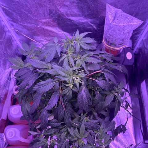 Mary Jane  growlog timeline photo