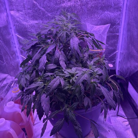 Mary Jane  growlog timeline photo