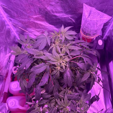 Mary Jane  growlog timeline photo