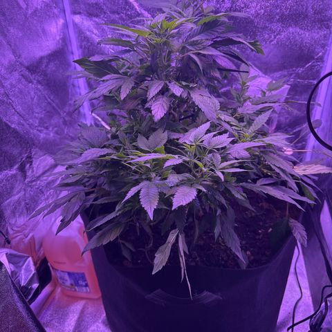 Mary Jane  growlog timeline photo