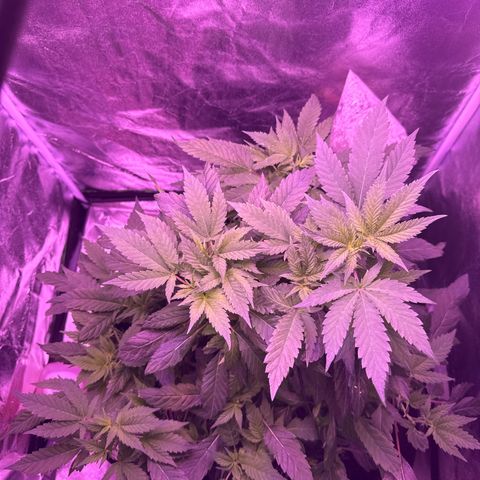 Mary Jane  growlog timeline photo
