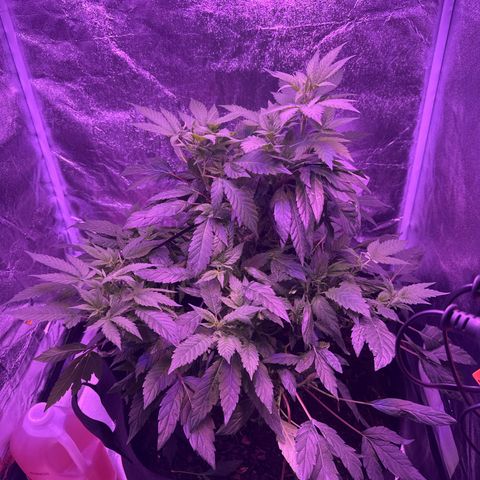Mary Jane  growlog timeline photo