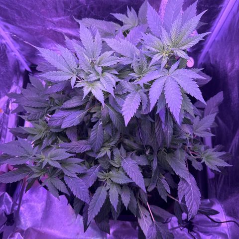 Mary Jane  growlog timeline photo