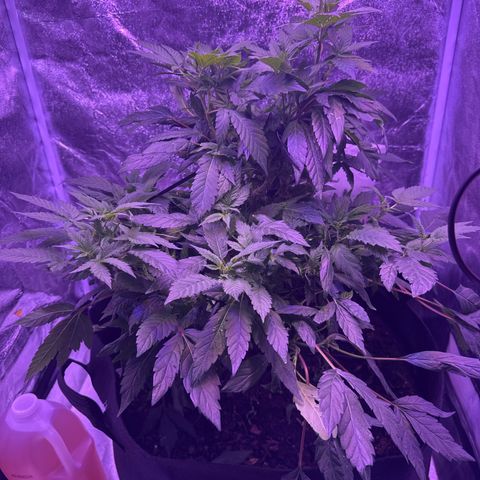 Mary Jane  growlog timeline photo