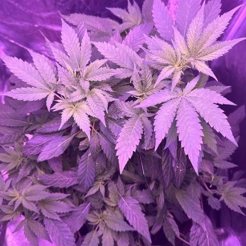 Mary Jane  growlog timeline photo