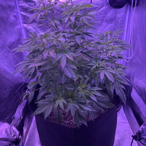Mary Jane  growlog timeline photo