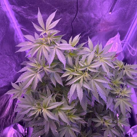 Mary Jane  growlog timeline photo