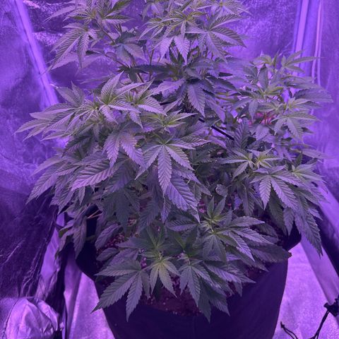 Mary Jane  growlog timeline photo