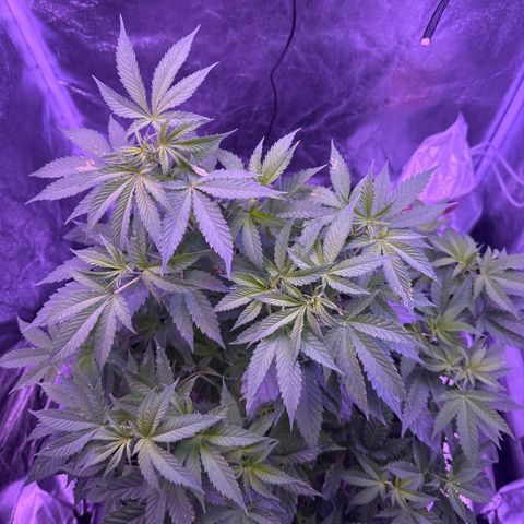 Mary Jane  growlog timeline photo