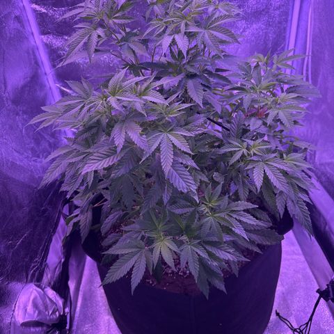 Mary Jane  growlog timeline photo