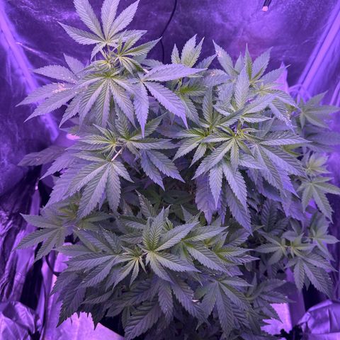 Mary Jane  growlog timeline photo