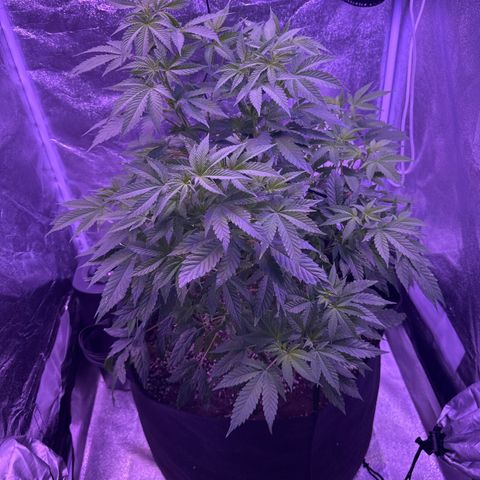 Mary Jane  growlog timeline photo