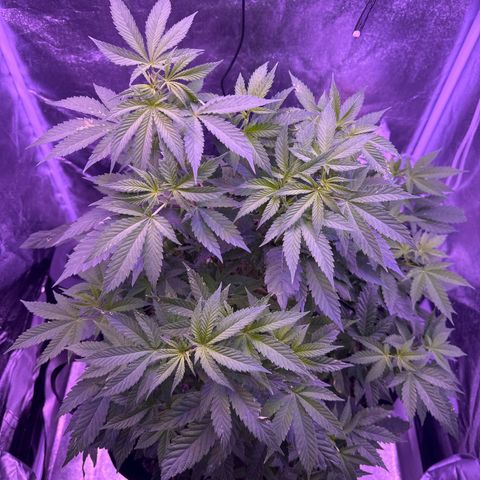 Mary Jane  growlog timeline photo
