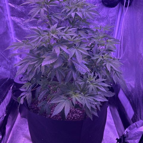 Mary Jane  growlog timeline photo