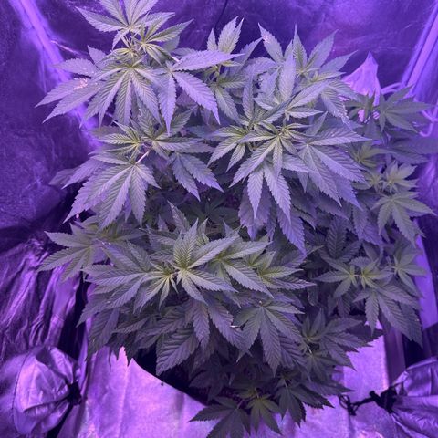 Mary Jane  growlog timeline photo