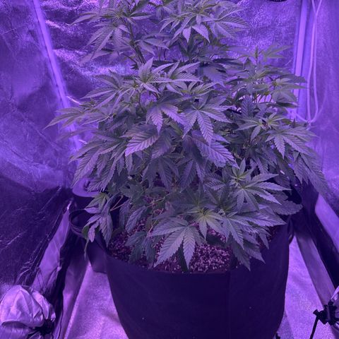 Mary Jane  growlog timeline photo