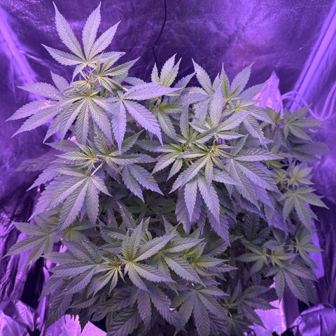 Mary Jane  growlog timeline photo