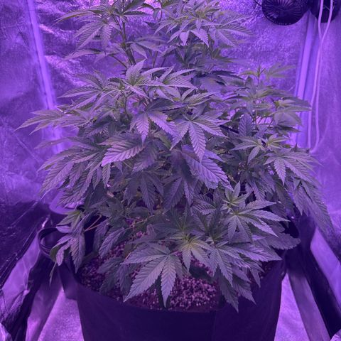 Mary Jane  growlog timeline photo